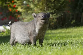 swine