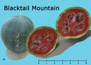 A Blacktail Mountain watermelon is displayed whole alongside two cross-sections, showing its red flesh and black seeds against a blue background. A ruler for scale is included at the bottom.