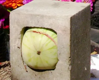 A cinder block with a round watermelon partially embedded in it, surrounded by colorful flowers in the background.
