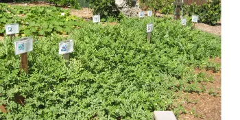 A garden trial plot with green watermelon vines and wooden signs indicating different watermelon varieties.