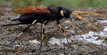 Horntail wasp4