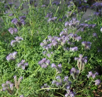 Tansy-leaved phacelia