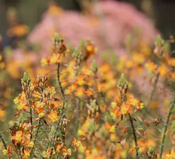 Sedum 'Autumn Joy' and Cape balsam