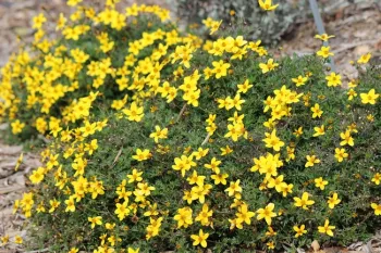 Bidens 'Sundrop'
