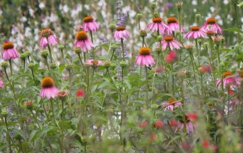 Coneflower 'Magnus'
