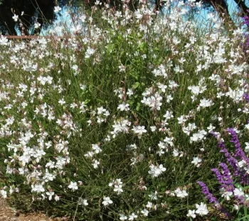 Gaura