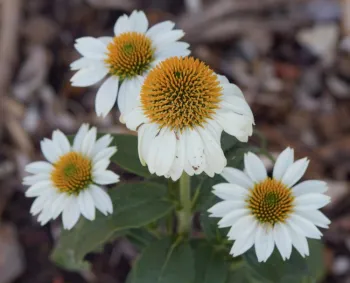 Coneflower 'Pow Wow White'