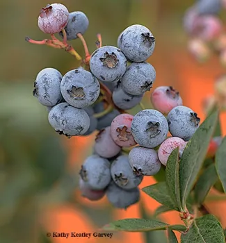 Blueberries ready to pick! Blueberry honey will be among that varietals offered at the honey tasting booth at Briggs Hall on Saturday, April 21, UC Davis Picnic Day. (Photo by Kathy Keatley Garvey)