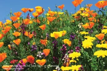 Photo Nectar and pollen-producing plants in full bloom. (Credit: Kathy Keatley-Garvey)