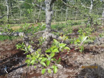 An apple tree without much bloom