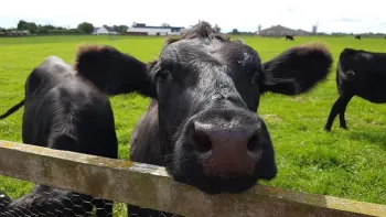 black cow