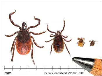 Life stages of the western blacklegged tick. From left to right: adult female, adult male, nymph, and larva. (Credit: CA Department of Public Health)