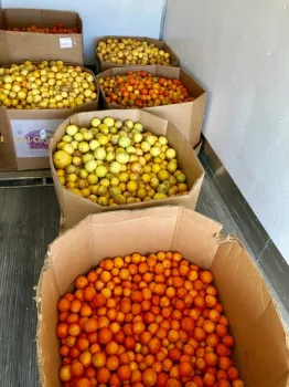 Gleaning3