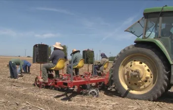 No-till transplanter used for establishing tomatoes in sorghum, garbanzo, and cover crop residue. Five Points, CA. April 23, 2018