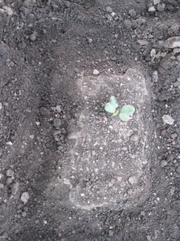 Uncultivated buffer area around a keeper plant