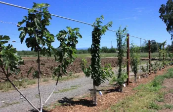 Espalier Garden, F. Moran