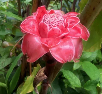 etlingera torch ginger