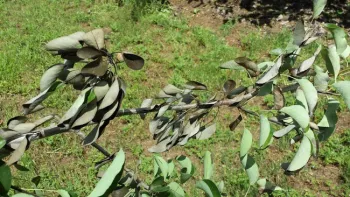 Fire blight on pear, J. Alosi