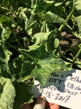 Figure 2. Clethodim herbicide injury symptoms were slight yellowing and wrinkling of upper leaves.