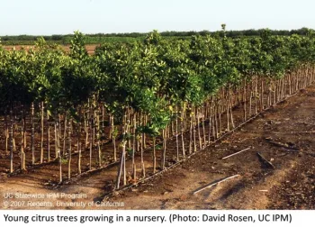Young citrus trees growing in a nursery.