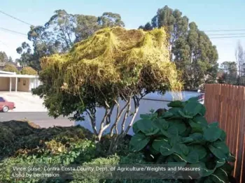 Spaghettilike stems of Japanese dodder growing on a tree. (Credit: Vince Guise)