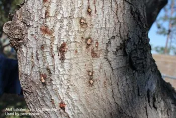 Discolored patches on bark from polyphagous shot hole borer adults boring into a tree trunk. (Credit: Akif Eskalen Lab, UC Riverside)