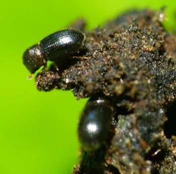 Coffee berry borer, Hypothenemus hampei. (Wikipedia: L. Shyamal)