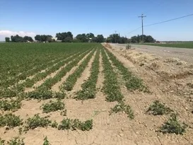 Bean field with soil compaction