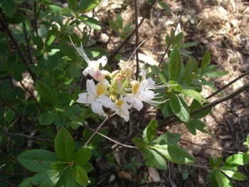 Western azalea, Cindy Weiner