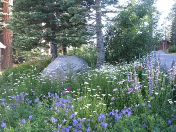 Large patches of the same flower are best.