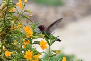 Second year California Native Entry Demo Garden at Martial Cottle Park