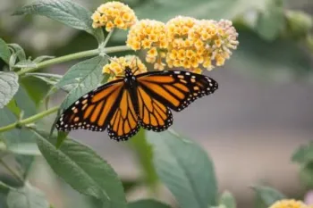 Buddleia meyeriaa [B. davidii x globosa] Sungold