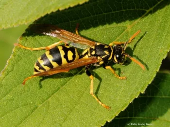 Close-up of a European paper wasp. (Photo by Kathy Keatley Garvey)