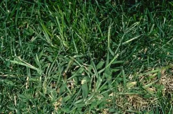 Fig 1. Large crabgrass. (Credit: Clyde Elmore)