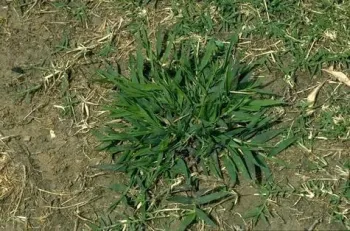 Fig 2. Smooth crabgrass. (Credit: Clyde Elmore)