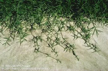 Fig 3. The creeping stolons of bermudagrass. (Credit: Clyde Elmore)