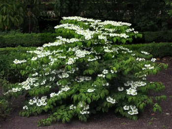 Doublefile Viburnum