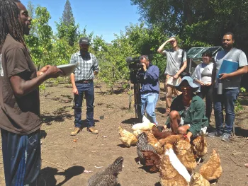 Yisrael Farm chickens
