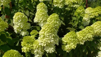 Hydrangea paniculata, 'Limelight'