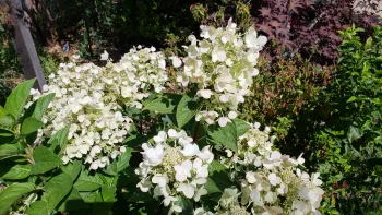 Hydrangea paniculata, 'Fire and Ice