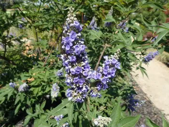 Vitex agnus castus (Chaste Tree), 'Should Creek'