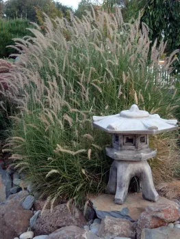 Pennisetum orientale, 'Karley Rose'