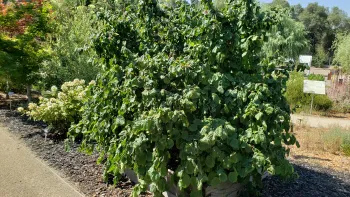 Harry Lauder's Walking Stick