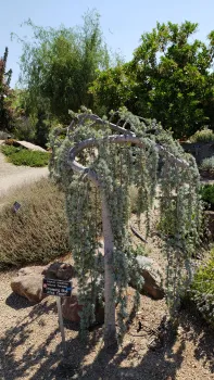 Cedrus atlantica (Weeping Blue Atlas Cedar), 'Glauca Pendula'