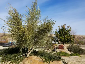 Olea europaea (Fruitless olive), 'Monher'