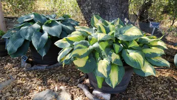 Hosta ,'Blue Angel' and 'Sagae'