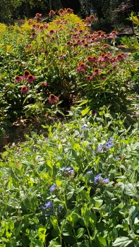 Echinacea purpurea 'PowWow Wild Berry' and Ceratostigma plumbaginoides 'Dwarf Plumbago'
