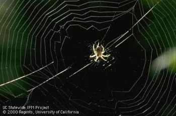 Adult orbweaver. (Credit: Jack Kelly Clark)