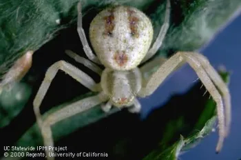 Adult flower or crab spider. (Credit: Jack Kelly Clark)