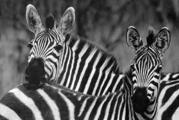 Photo by photojournalist Clyde Elmore